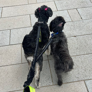 Meet your Posher, Ava